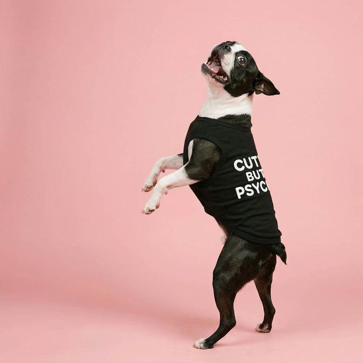 Summer shirt  for dogs on a jumping Boston Terrier