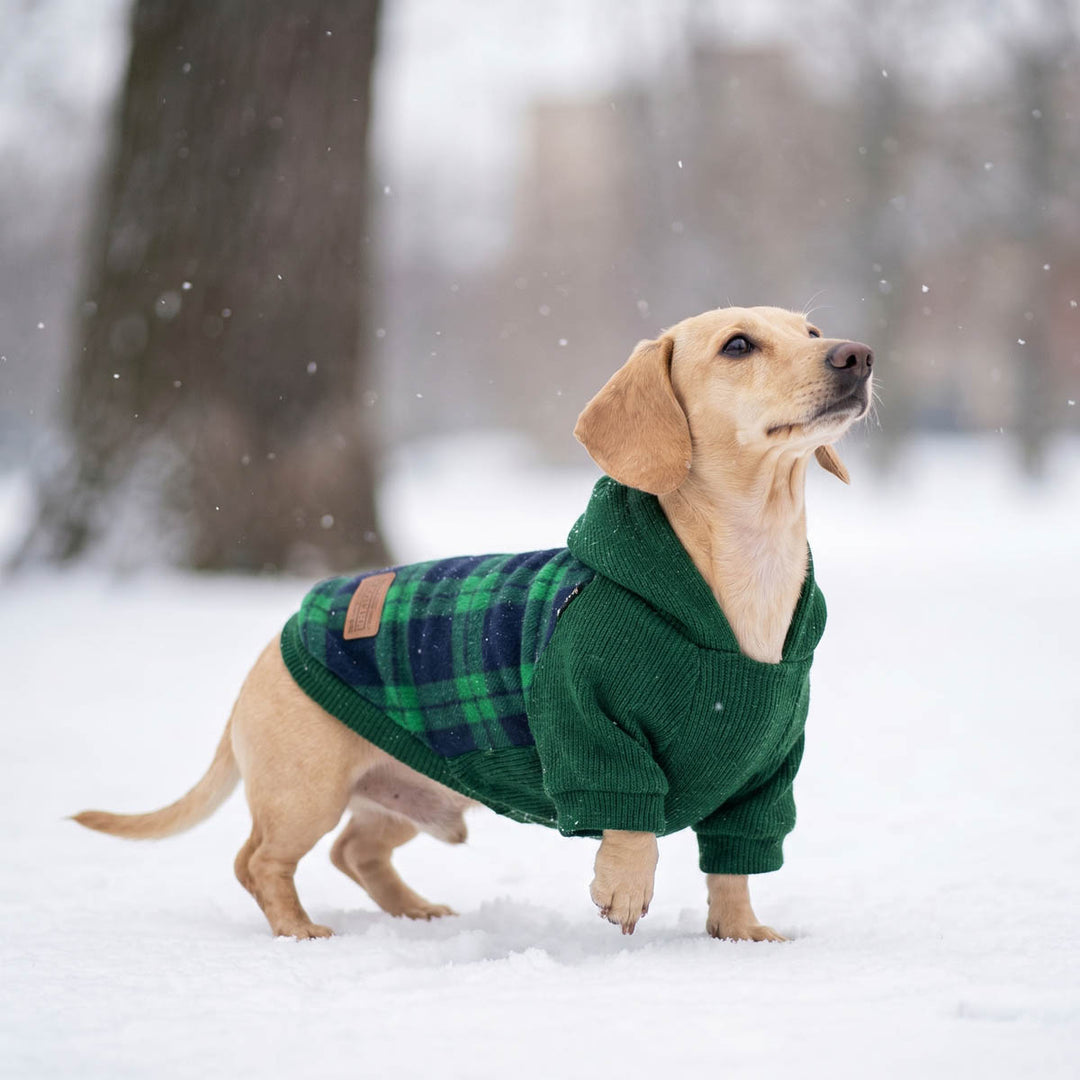 Dachshund standing on snow with a green knit dog hoodie and a green-and-navy plaid body panel