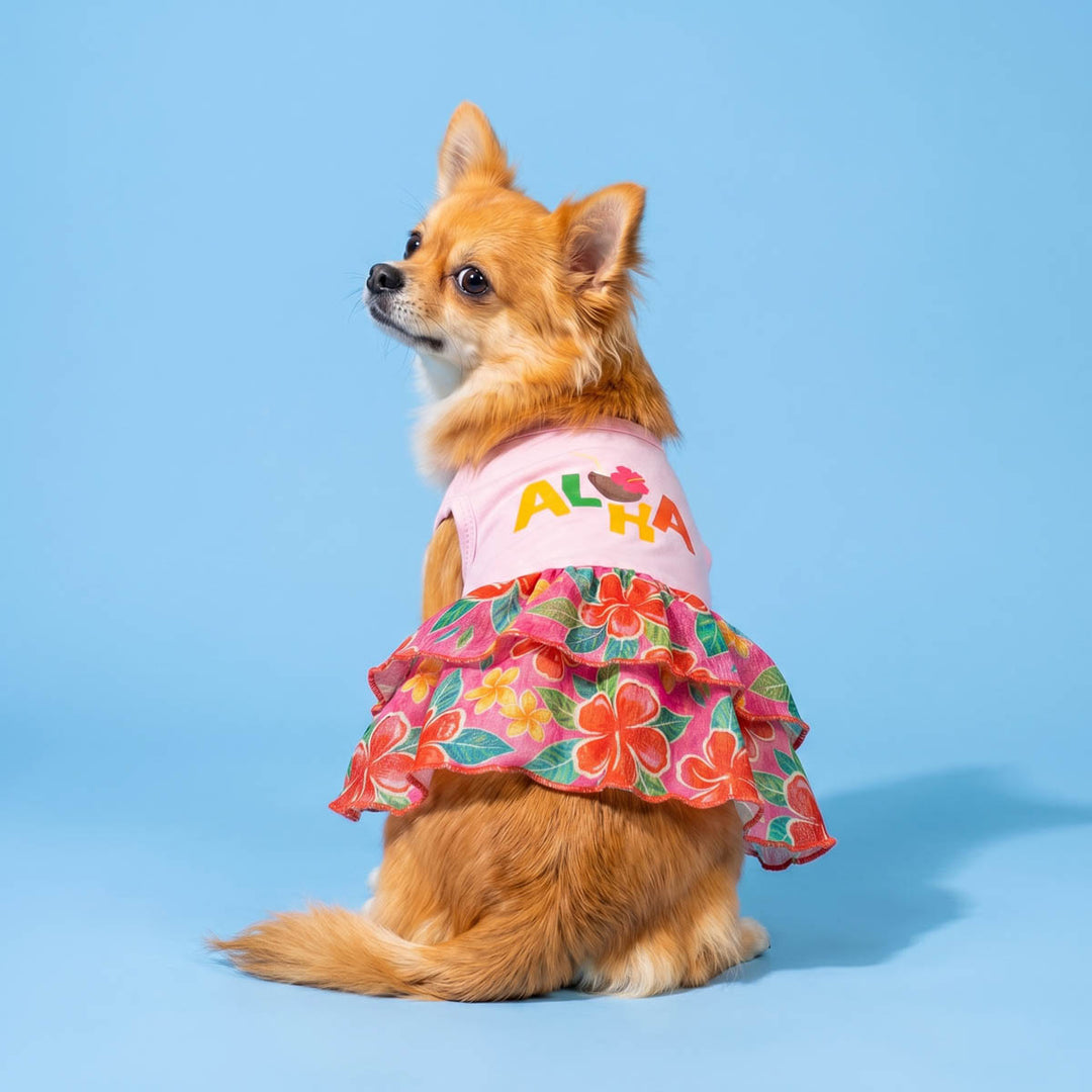 Long haired Chihuahua wearing a summer dress for dogs in a blue background