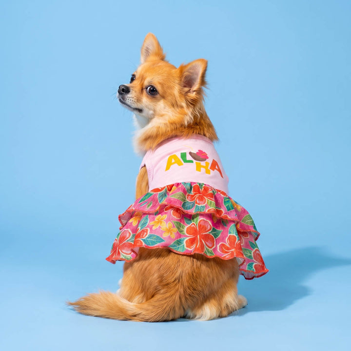 Long haired Chihuahua wearing a summer dress for dogs in a blue background