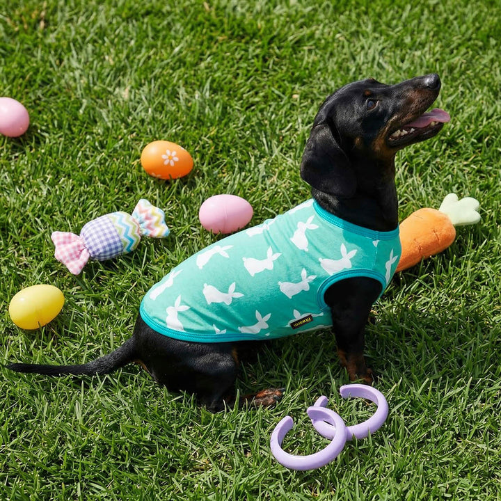 Dachshund wearing a teal Easter shirt for dogs with white bunny patterns on grass with Easter eggs and toys