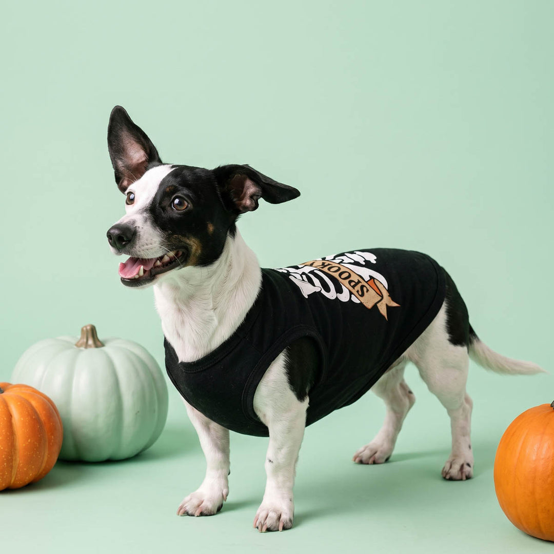 Small black-and-white dog wearing a black Halloween shirt for dogs with a 'Spooky pupr' lettering, standing on a mint green studio background with decorative pumpkins around it
