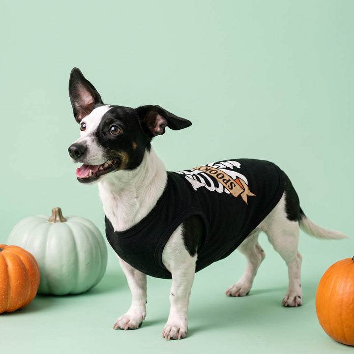 Small black-and-white dog wearing a black Halloween shirt for dogs with a 'Spooky pupr' lettering, standing on a mint green studio background with decorative pumpkins around it