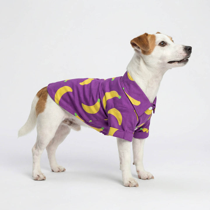 Dog wearing a purple dog tshirt with yellow banana patterns on a white background