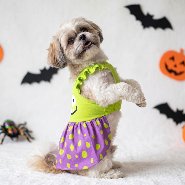 Small fluffy dog wearing a Halloween monster dog dresses, standing on a white textured surface with a white background decorated with black bats, an orange jack-o'-lantern, and a spider toy