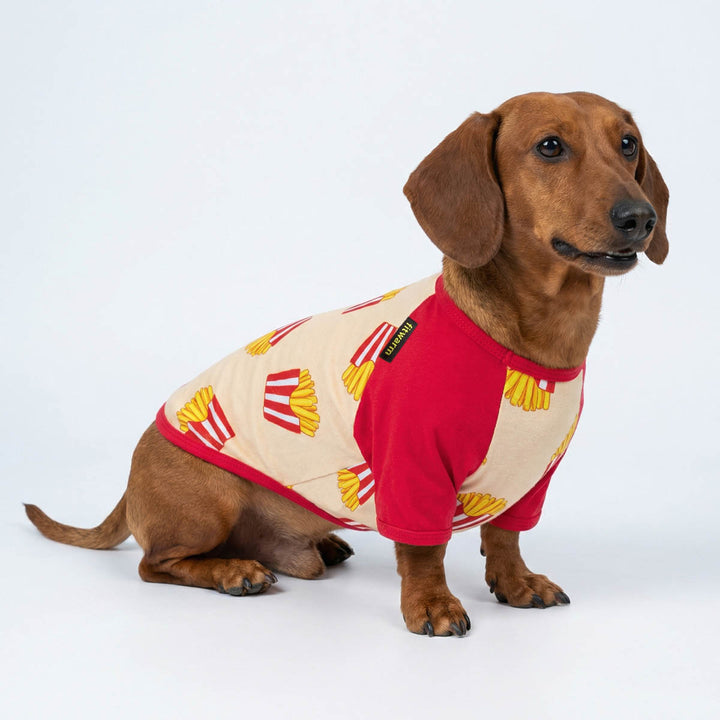 Dachshund wearing a red and beige patterned shirt for dogs on a white background
