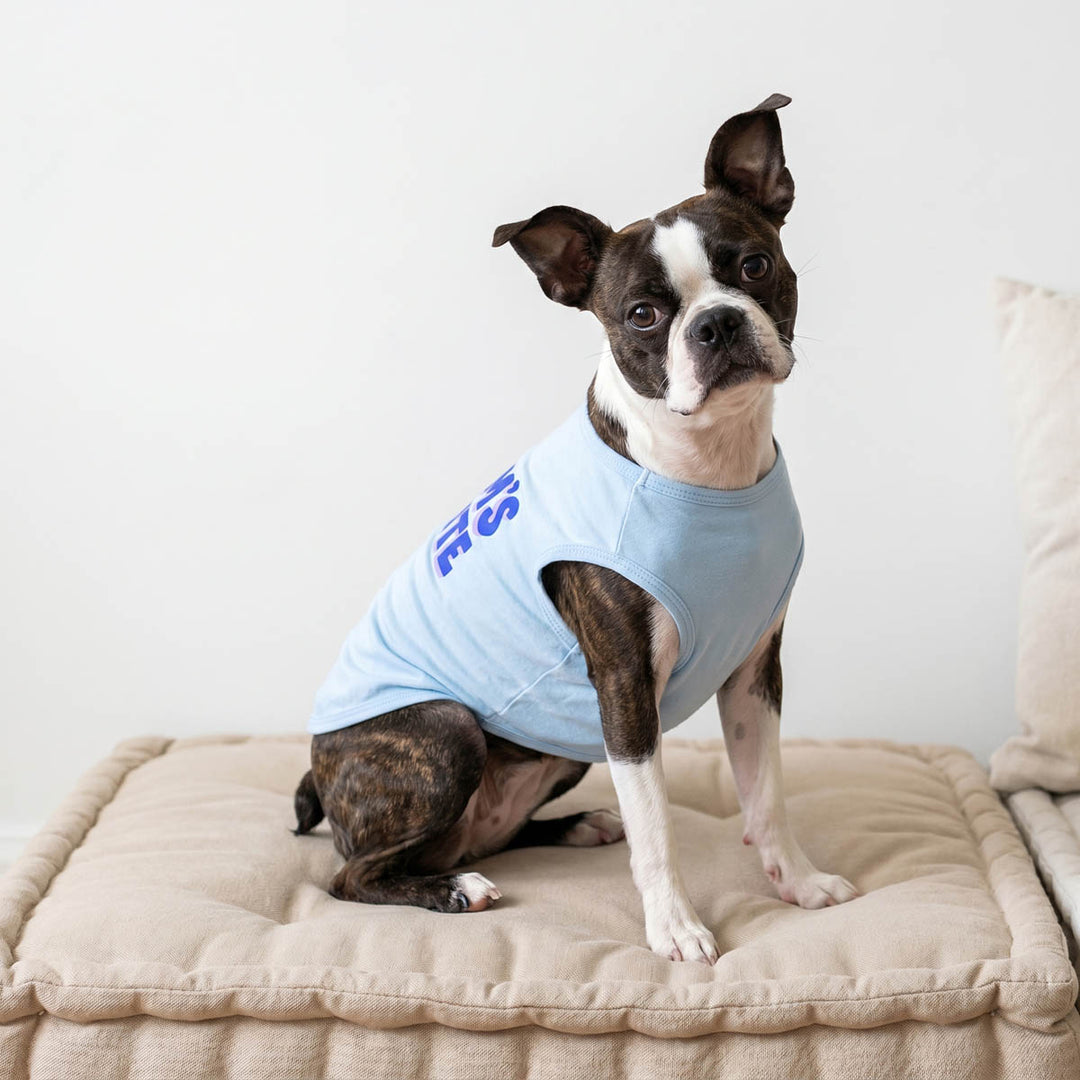 Dog wearing a light blue dog t-shirt with text on a beige cushion against a white background