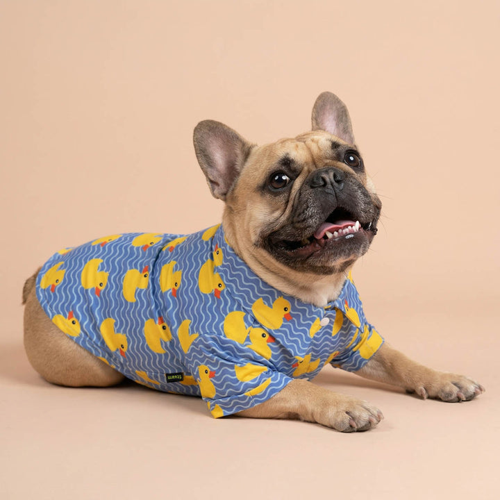 Blue button-up dog shirt with yellow ducks & waves pattern on French Bulldog. Summer clothes.