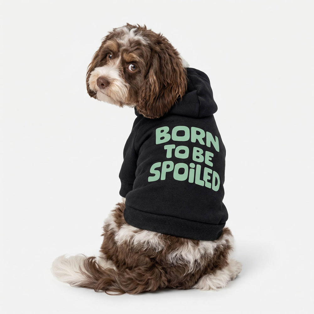 Dog wearing a black dog hoodie with 'Born to be Spoiled' lettering on a white background