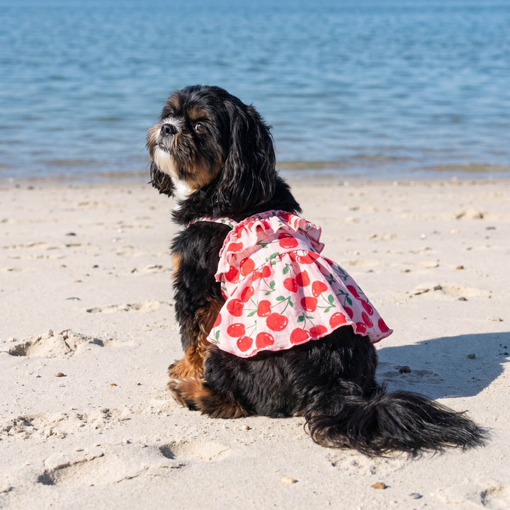 Small dog sitting on a beach with a summer dress for dogs in cherry prints