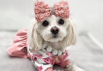 Why Do Dogs Lick You? Unraveling the Canine Mystery – Fitwarm