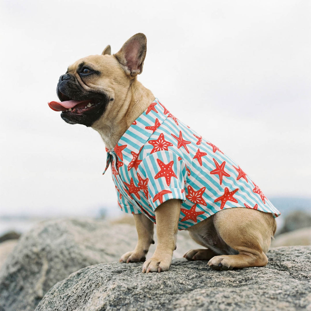 French Bulldog sitting on a rock with a Hawaiian shirt for dogs with starfish prints