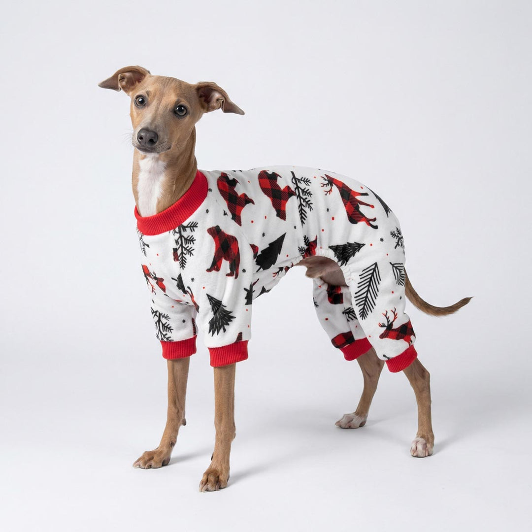 Italian Greyhound wearing a cozy Christmas pajamas for dogs