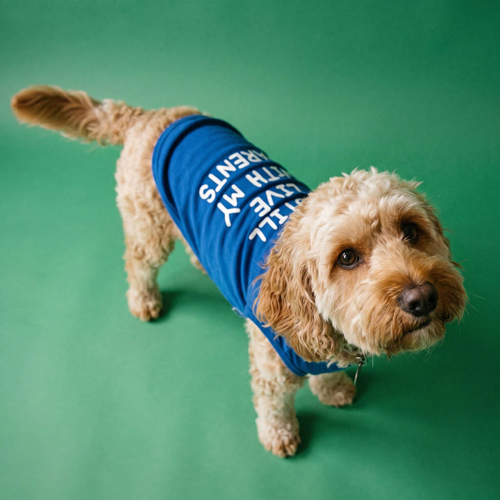 Small dog wearing a blue dog t-shirt and standing in a green background