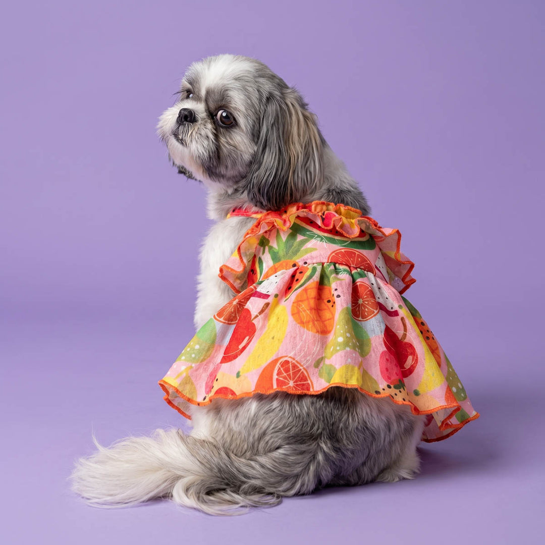 Small dog looks back in a dog Hawaiian dress, designed with fruit prints