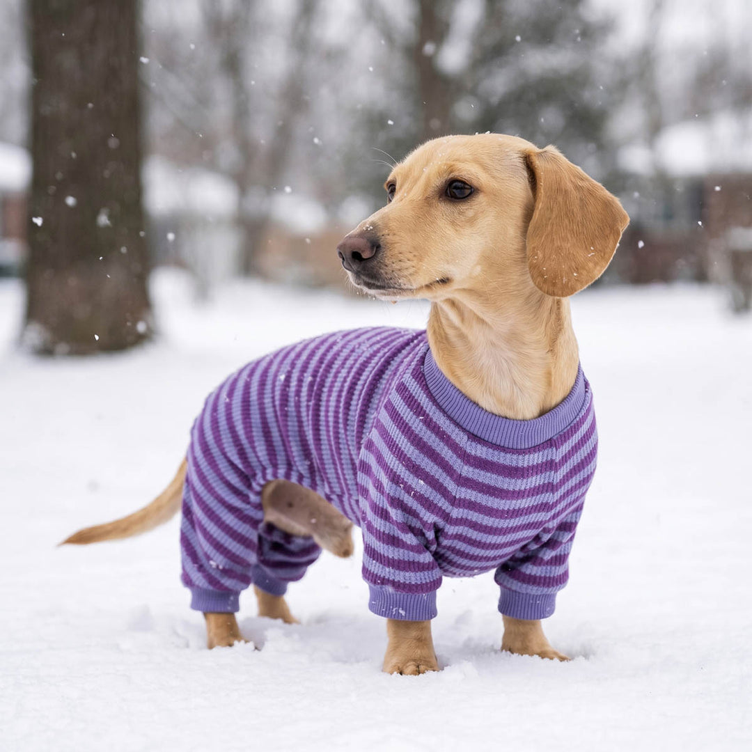 Dachshund standing in the snow wearing a purple and lavender striped dog onesie, with blurred trees and snow in the background