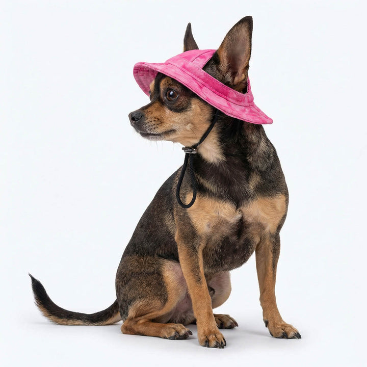 Chihuahua sitting with a pink dog hat