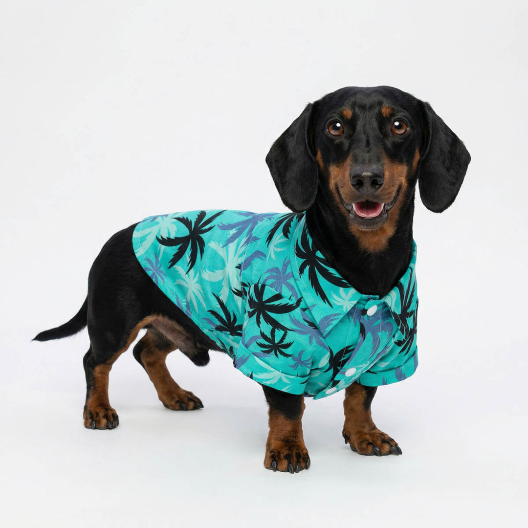 Dachshund in a Hawaiian shirt for dogs with tropical palm tree prints