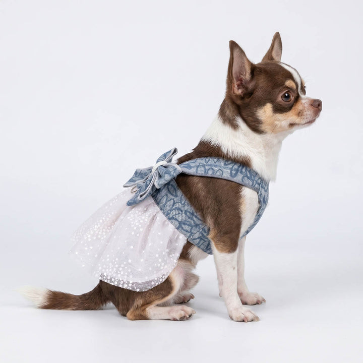Chihuahua sitting on the white background with a denim harness dress for dogs with a bow