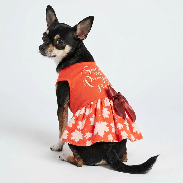 Chihuahua sitting with a Thanksgiving dog dress decorated with maple leaves print and bowknot