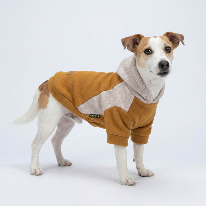 Jack Russell stand in a white background with a dog hoodie
