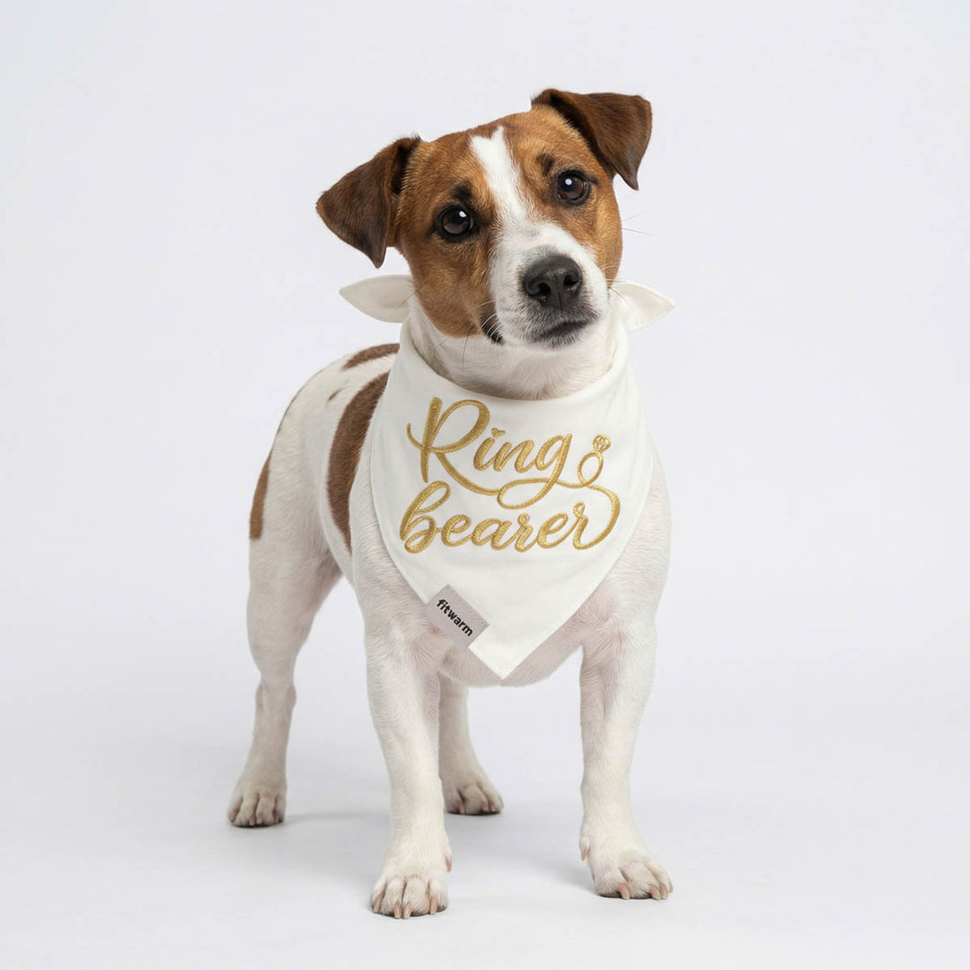 Dog wearing a 'Ring Bearer' bandana and standing on a white background