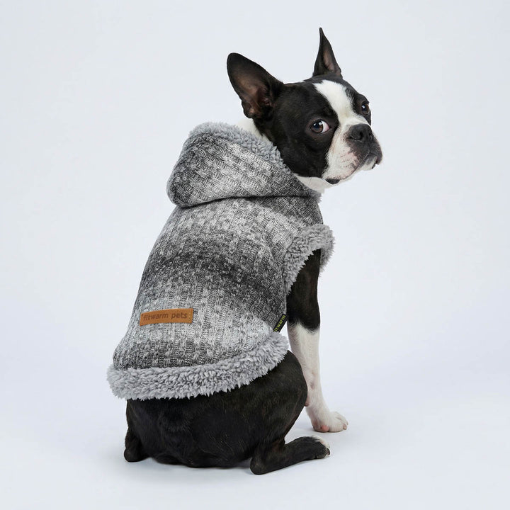 Boston Terrier wearing a fuzzy dog knitted hoodie