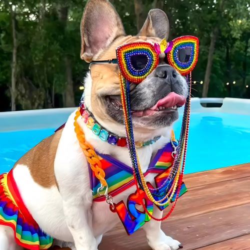 French Bulldog Clothes - Dog Bikini Swimwear - Fitwarm