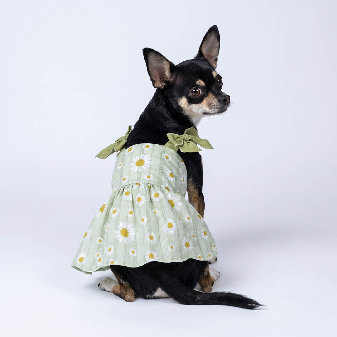 Chihuahua in a floral dog dress with bow details