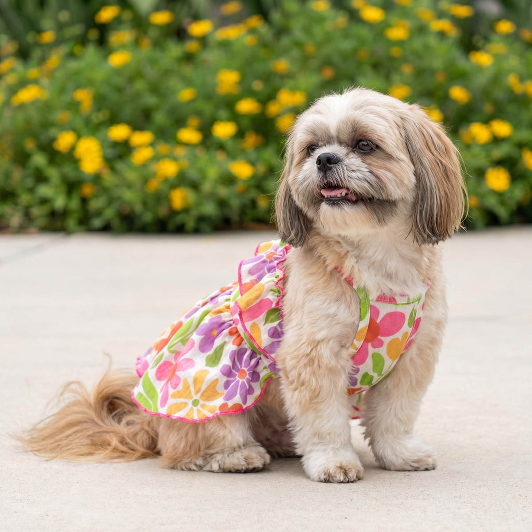 Small dog sitting outdoors with a ruffle floral dress for dogs
