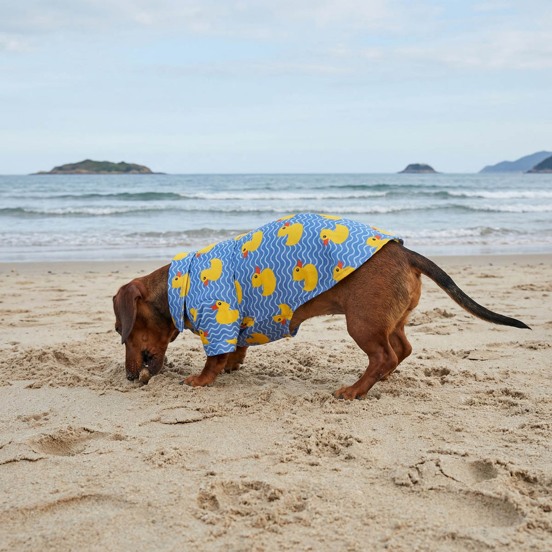 Dachshund in summer button-up dog shirt featuring yellow ducks on blue waves.
