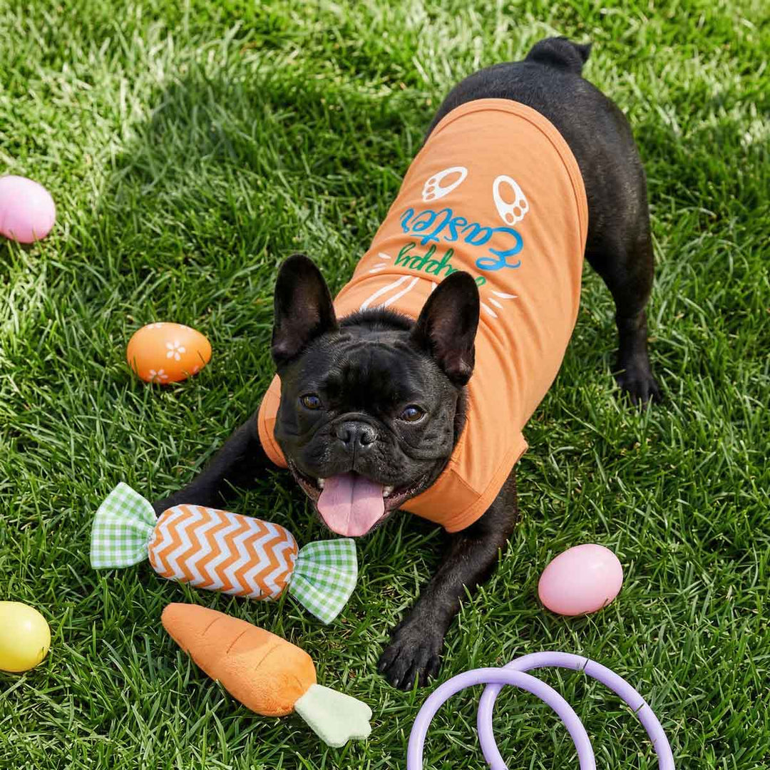 Black dog wearing an orange Easter-themed dog shirt on grass with Easter eggs and toys.