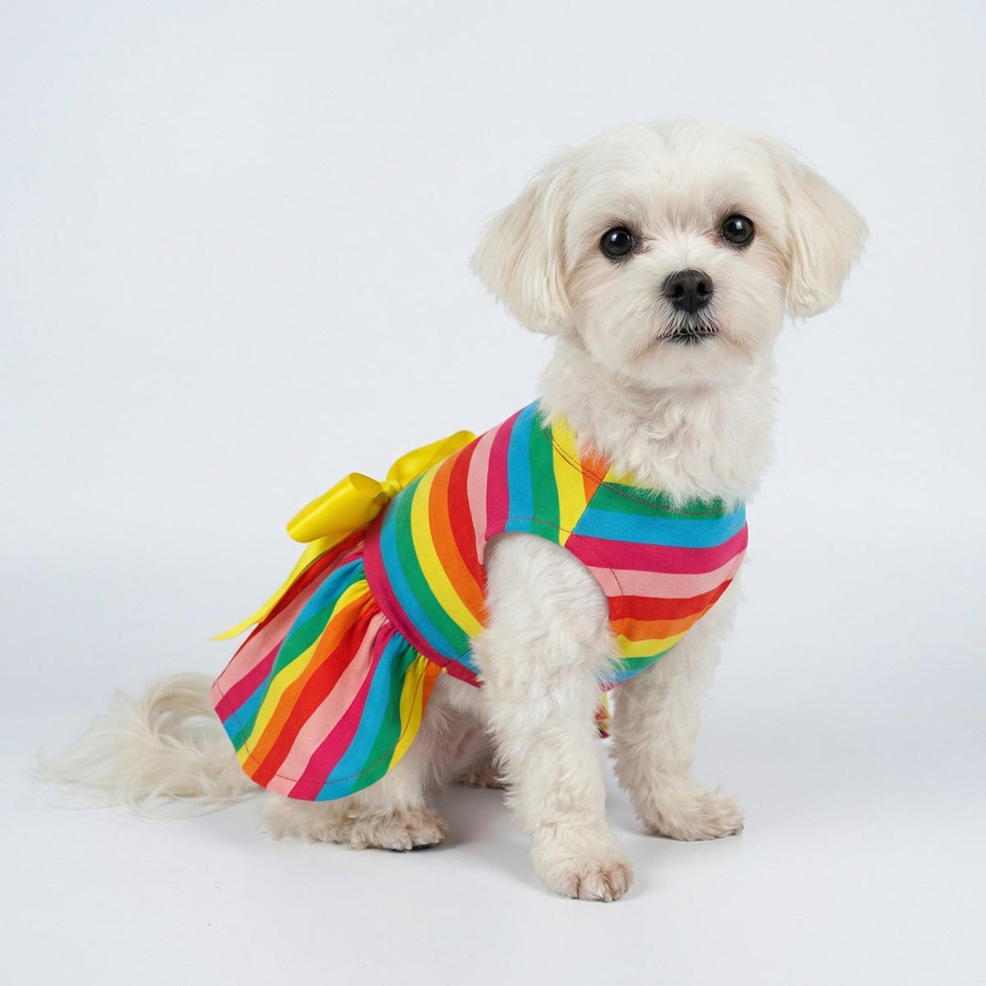 Colorful dress for dog decorated with a yellow bowknot dressed in a small white dog