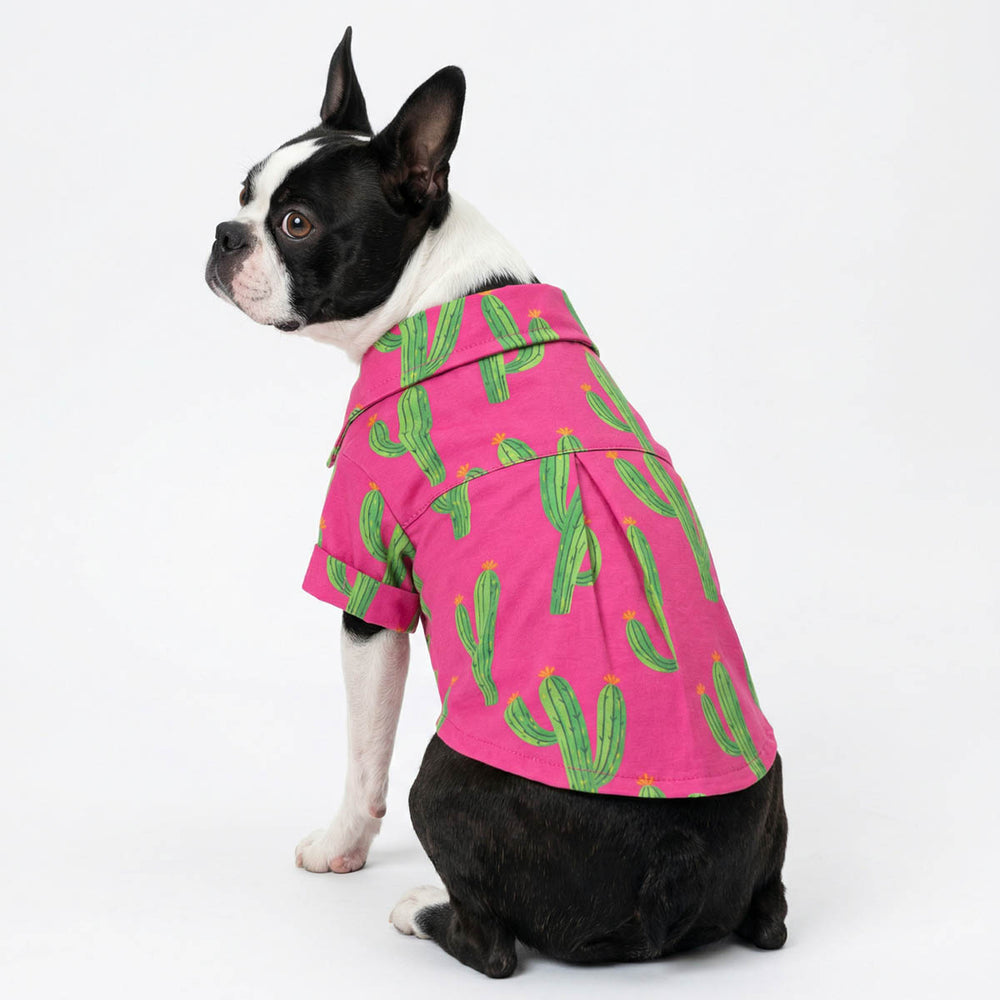 Boston Terrier in a cactus prints dog button up shirt