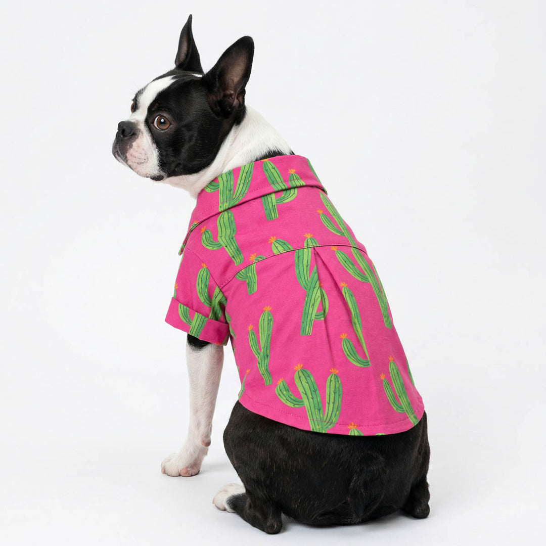 Boston Terrier in a cactus prints dog button up shirt