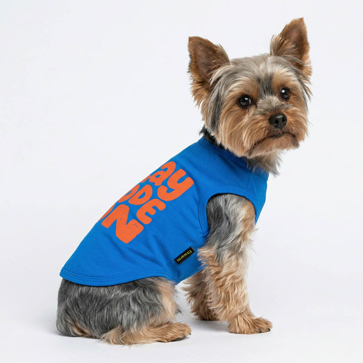 Yorkie in a blue play mode on dog tank top