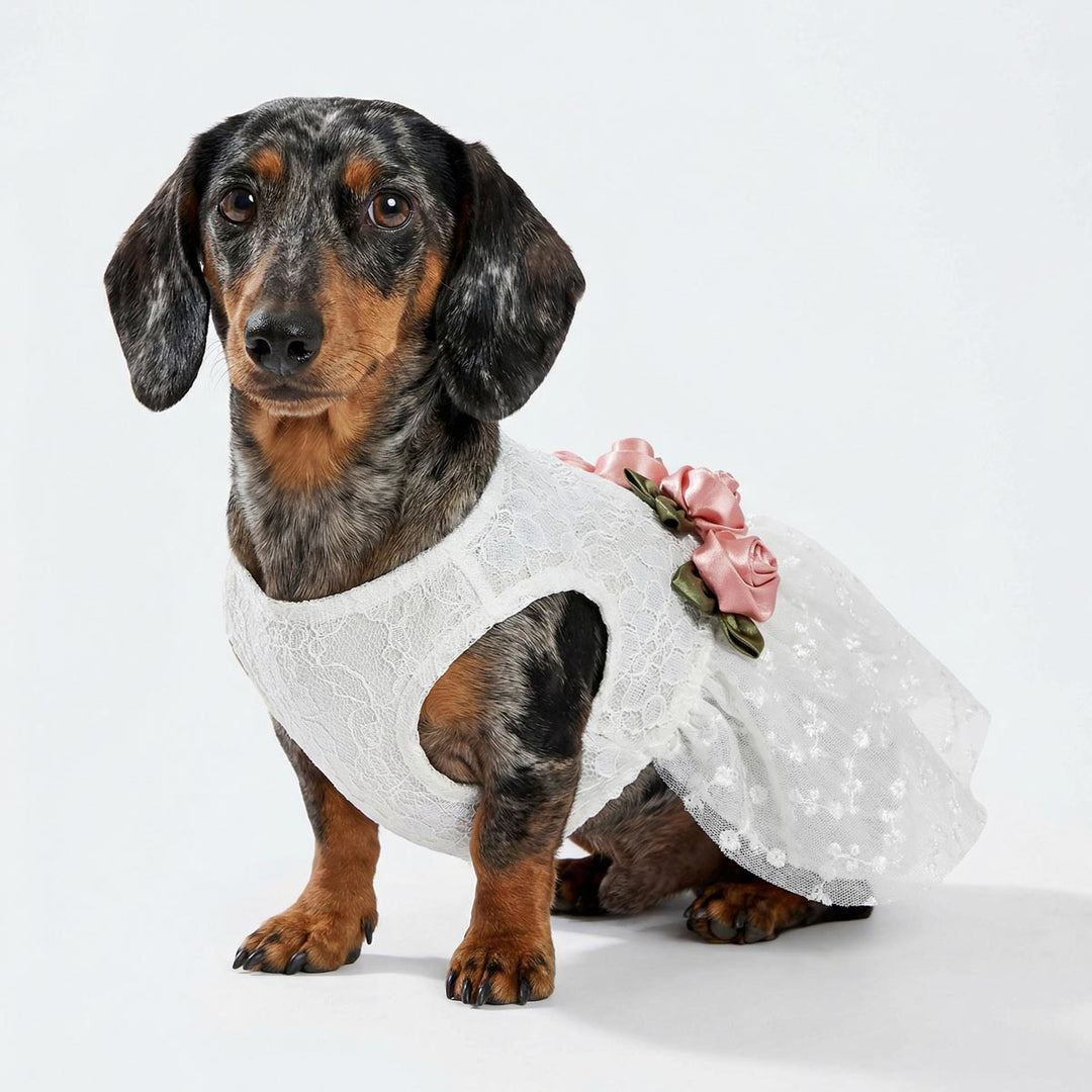 Small dachshund wearing lace dog dress styled for a wedding celebration