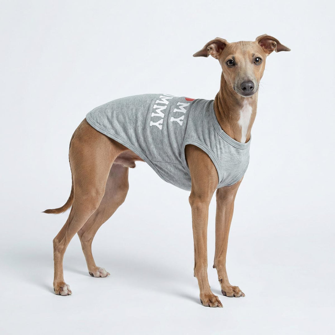 Italian Greyhound wearing a gray dog t-shirt with 'I love my mommy' lettering on a white background
