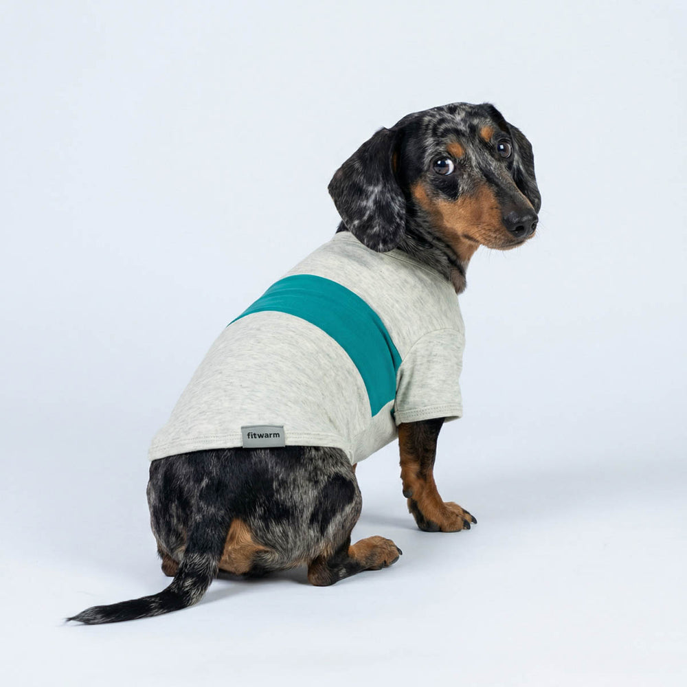 Small dachshund sitting in a color block dog shirt featuring a simple two-tone design