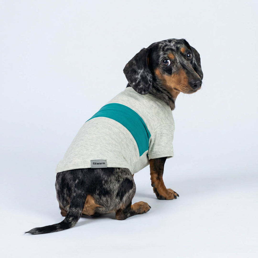 Small dachshund sitting in a color block dog shirt featuring a simple two-tone design