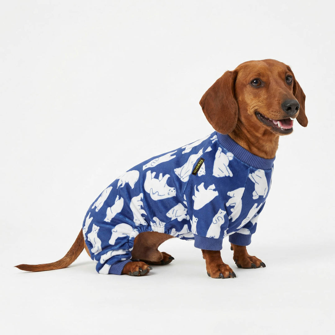 Dachshund sitting in funny pajamas for dogs with polar bear prints