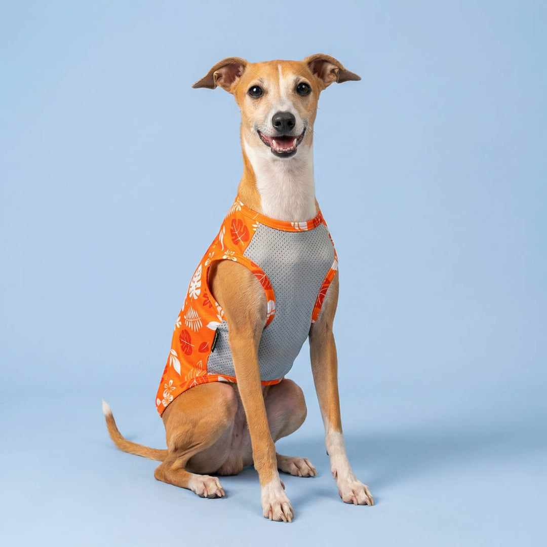 Dog sitting with a breathable UPF50+ dog uv shirt