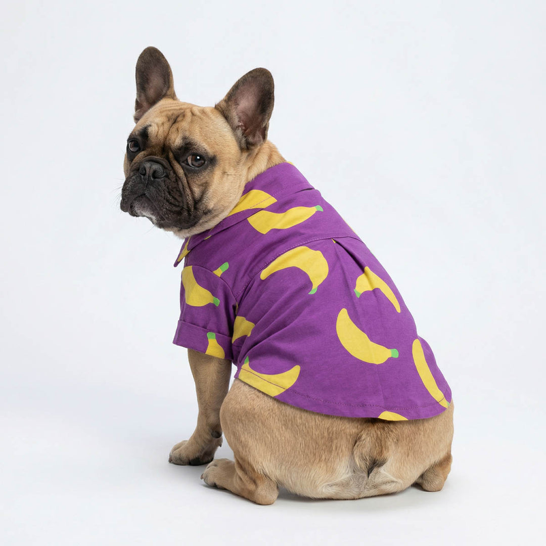French Bulldog wearing a purple dog shirt with yellow banana patterns on a white background