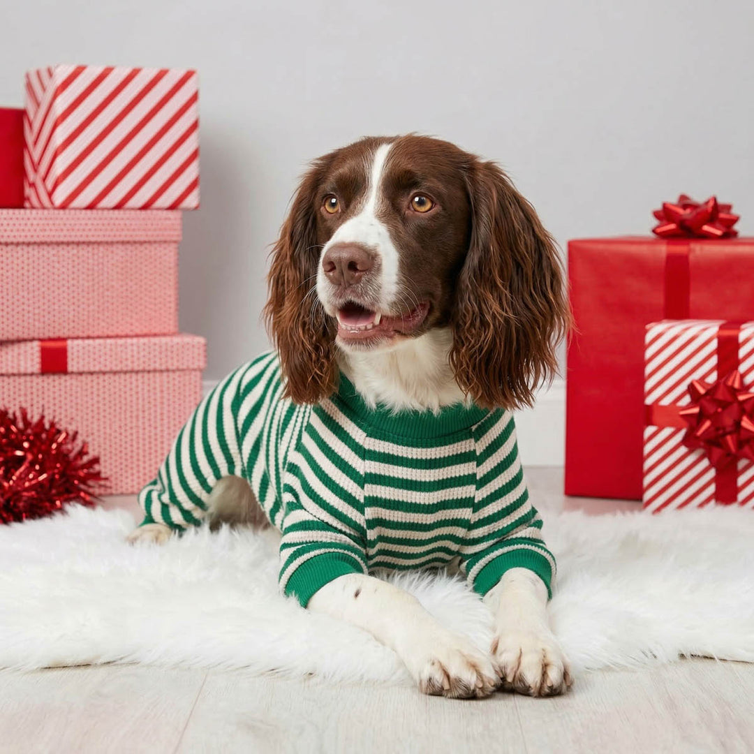 Brown and white dog wearing a green and white striped pajamas for dogs, lying on a white faux fur rug surrounded by red and pink Christmas gift boxes