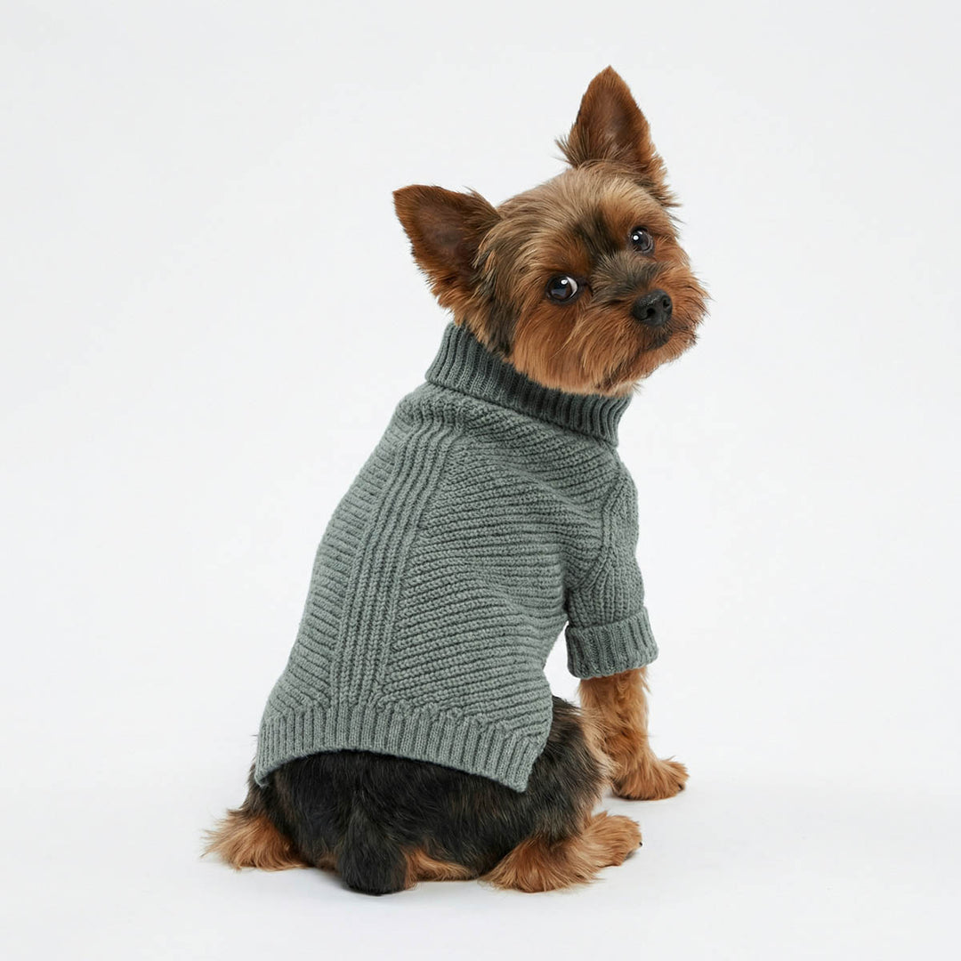 Yorkie in a grey knitted sweater for dogs and looks back