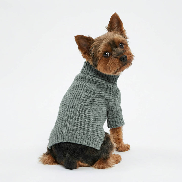 Yorkie in a grey knitted sweater for dogs and looks back