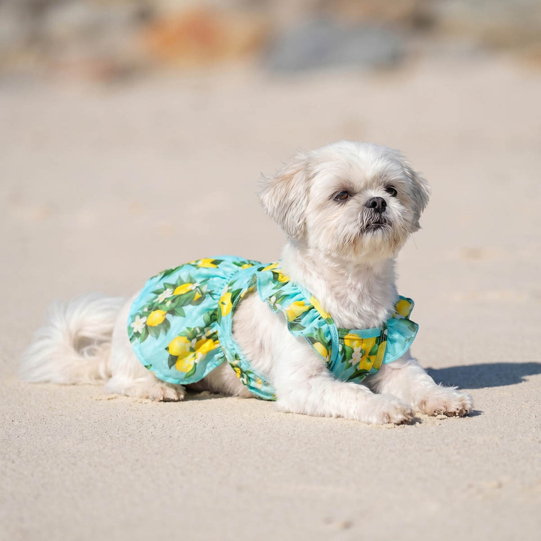 Small dog lying on the beach with a ruffle lemon dress for dogs
