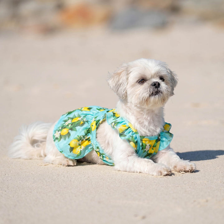 Small dog lying on the beach with a ruffle lemon dress for dogs