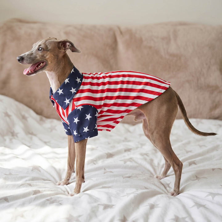 Italian grerhound wearing a 4th of July dog tshirt with stripes and star design on the bed