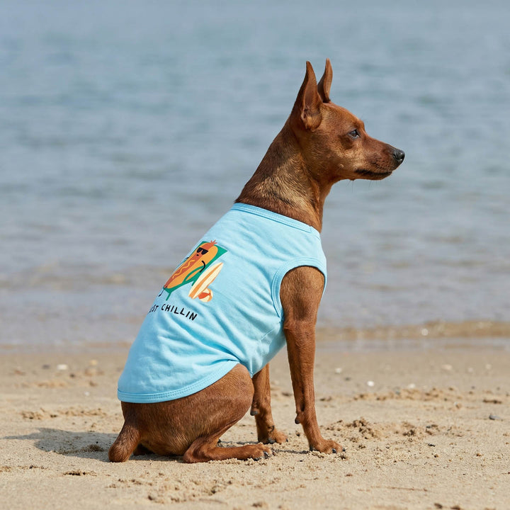 Dog wearing a blue dog t shirt on a beach with water in the background